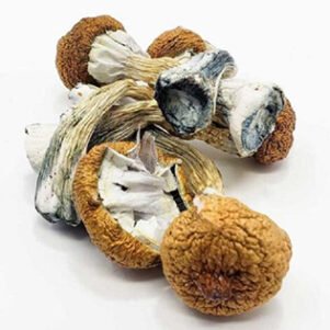 Blue Meanies Mushroom​