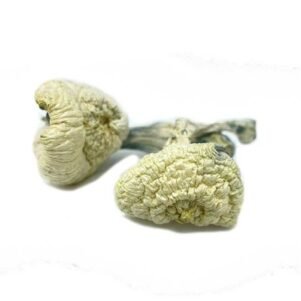 Monster Mushroom