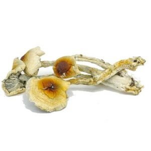 Chitwan Nepal Mushroom